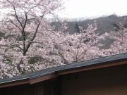 桜100428_3.jpg