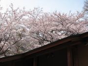 桜100430_2.jpg