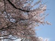 桜100430_3.jpg