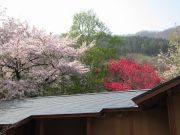 桜100505_3.jpg